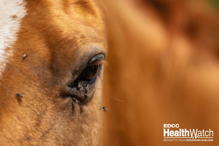 Horse with flies around the eye in summer
