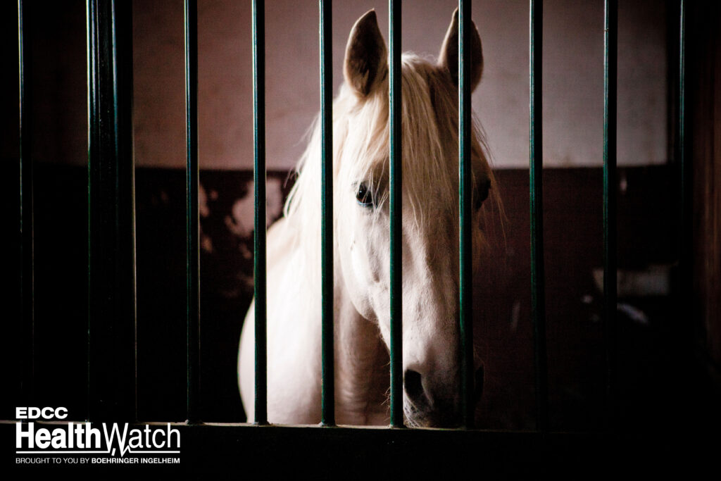 One horse at an equine event facility in Winnipeg Regional District, Manitoba, recently tested positive for EIA. 