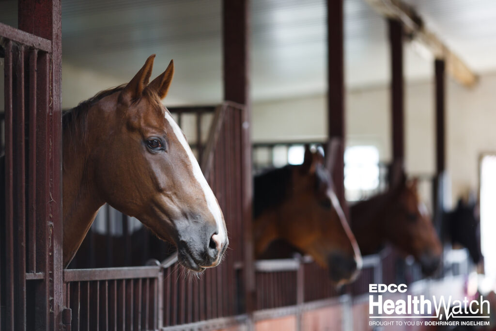 One mare in Laval, Quebec, recently tested positive for strangles and is now recovering. 