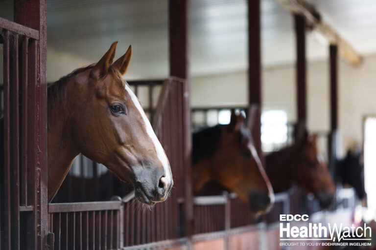 Horses in the stable