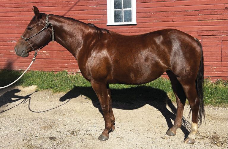 HR_24BON_Conformation Clinic_Performance-Mares_01