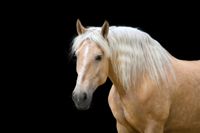Palomino horse with long blond mane