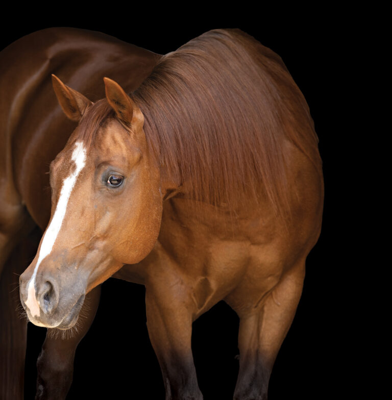 HR_24SUM_Horsekeeping_01