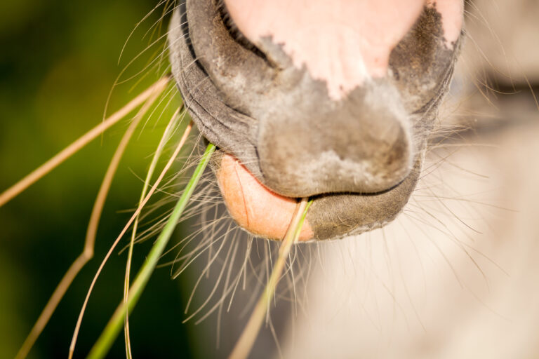 Mouth of horse during eats hay