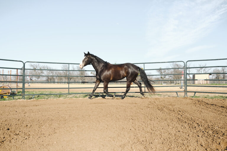 Large horse in round pen lunging outdoors