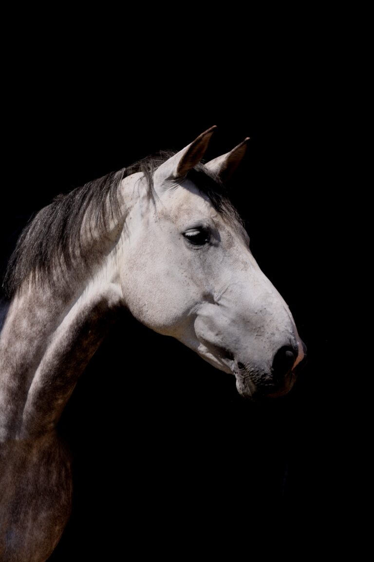 schimmel vor schwarzem hintergrund