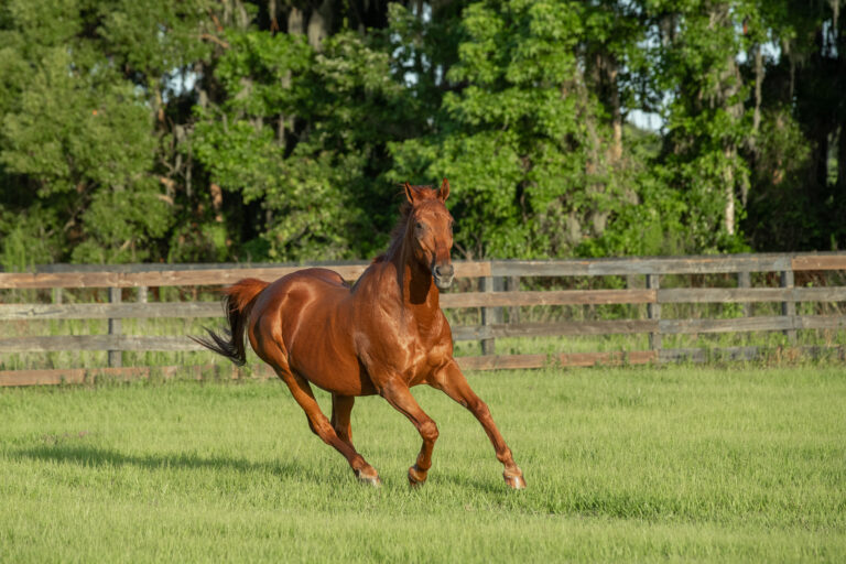 senior horse galloping around pasture