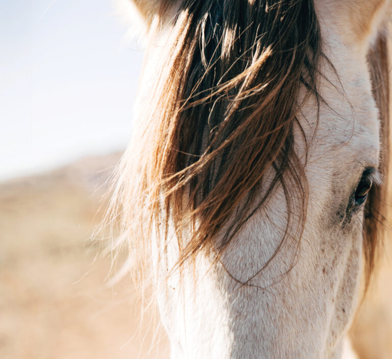 HR_24SUM Sensitive Horse_01