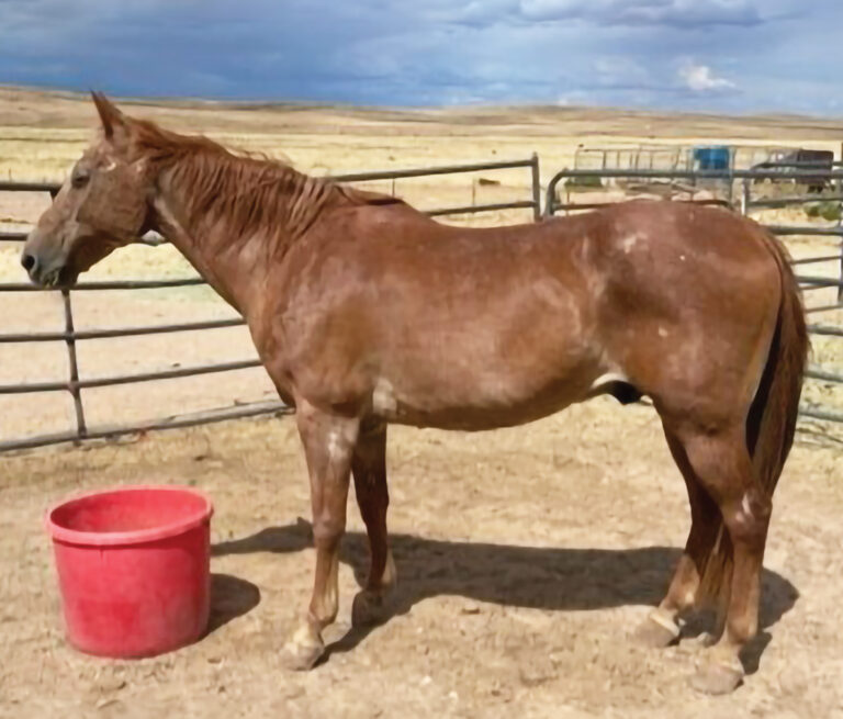 HR_24SUM_AHFEH_Rangers-Legacy-Equine-Rescue_Aslan_01