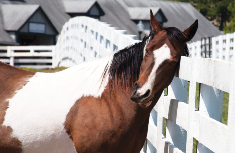 HR_24SUM_Health_Sweet-Itch_01