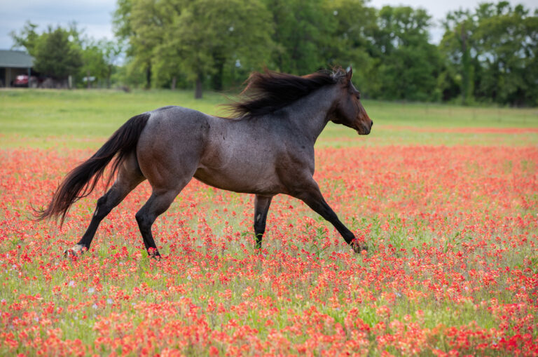 Horse Running in Wild Flowers
