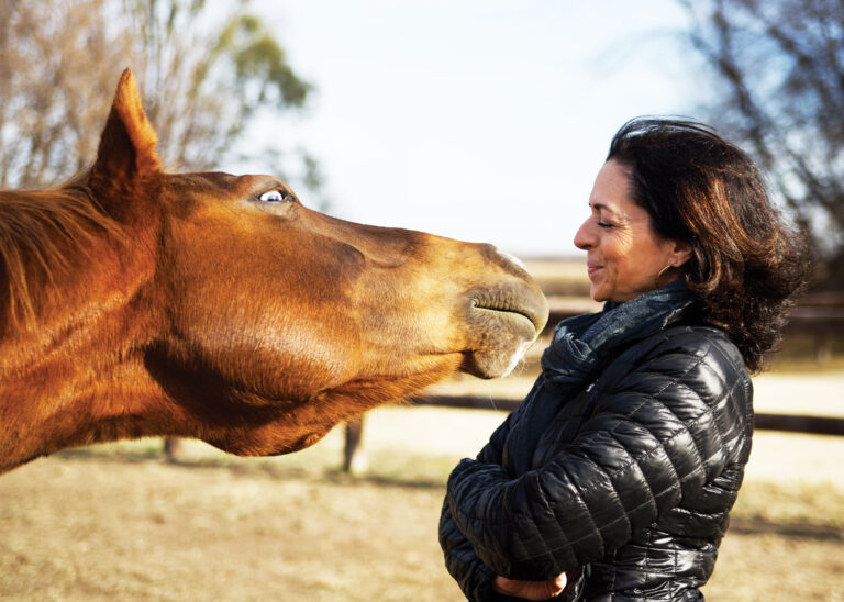 HR_24FALL_AHFEH_This-Old-Horse_01