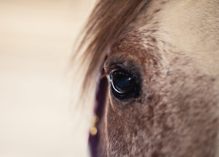 HR_24FALL_New Horse New Problems_01