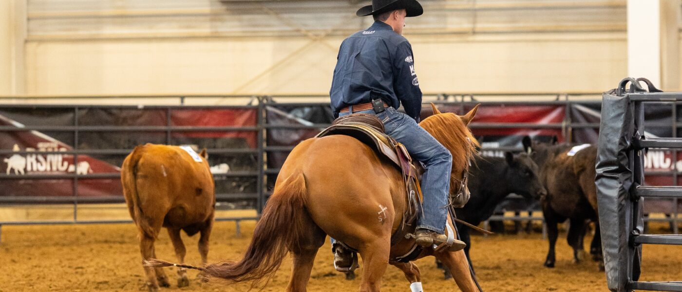 A cowboy wearing a black hat blocks cows from going through an arena gate.