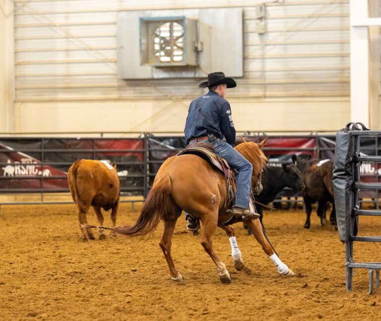 A cowboy wearing a black hat blocks cows from going through an arena gate.