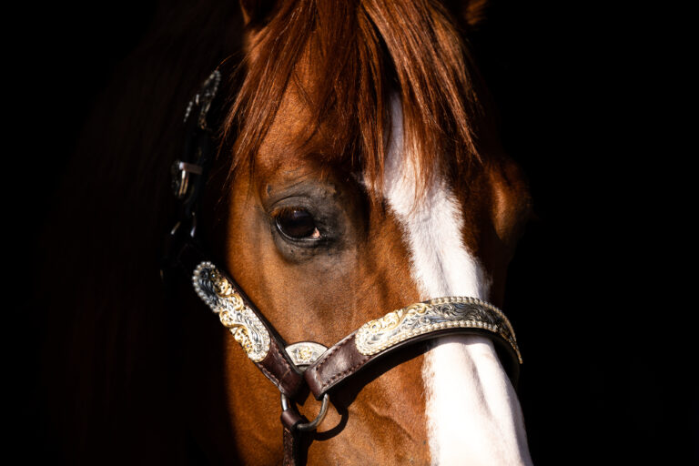 Quarter Horse Stallion headshot portrait silver show halter