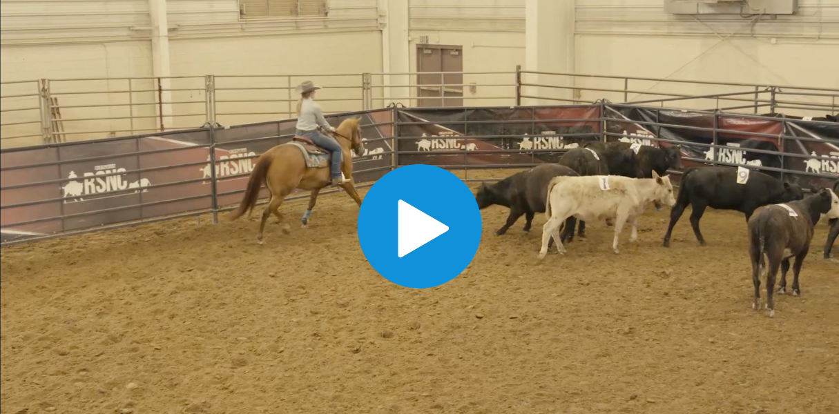 A cowgirl rides her horse into a pen of marked cattle