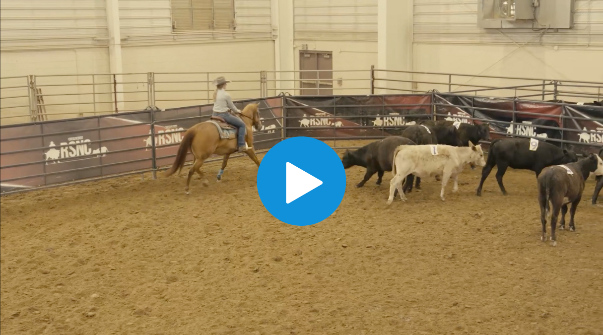 A cowgirl rides her horse into a pen of marked cattle