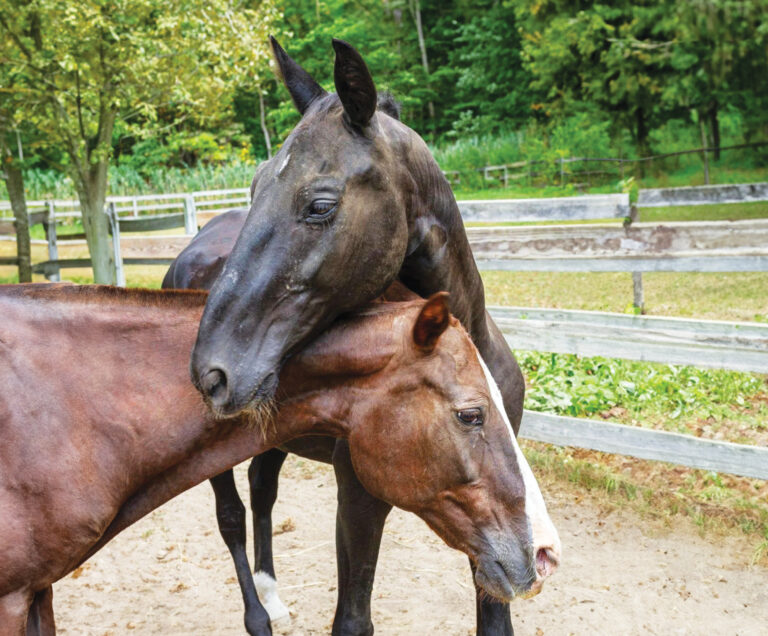 HR_24WIN_AHFEH_Rising-Star_01