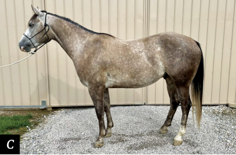 HR_24WIN_Conformation Clinic_C1