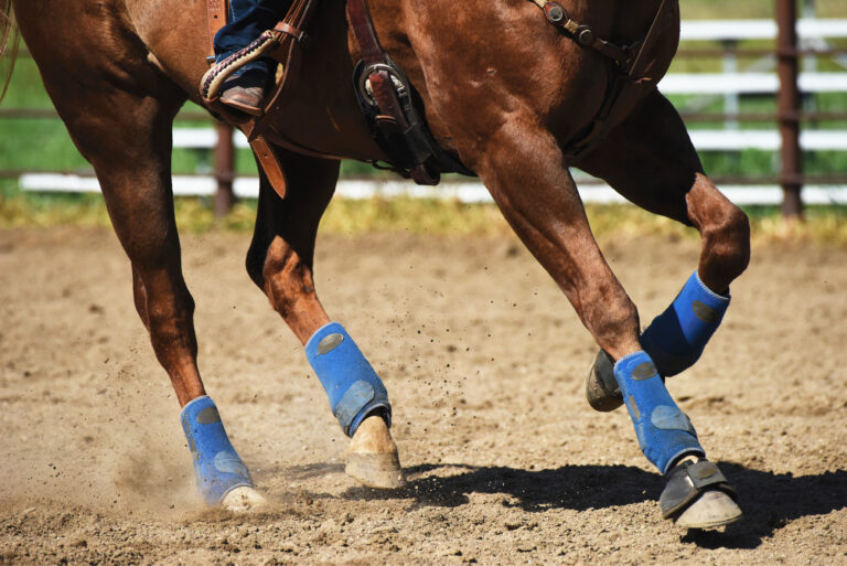HR_24WIN_Horsekeeping_Senior-Legs_01