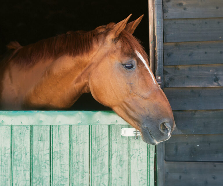 HR_24WIN_Stall Rest_01