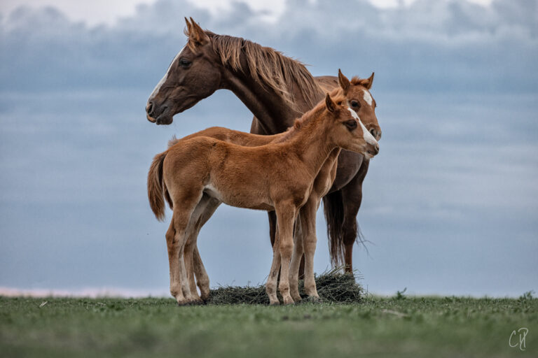 cdpretreat_pqh2023 (56)