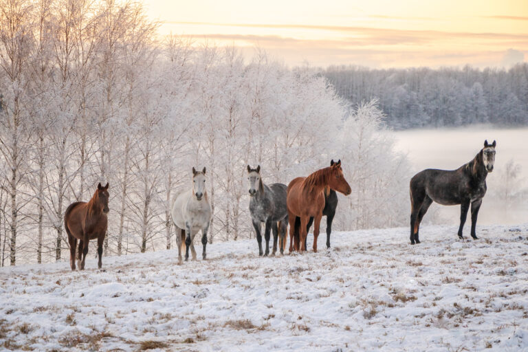 horses in snow