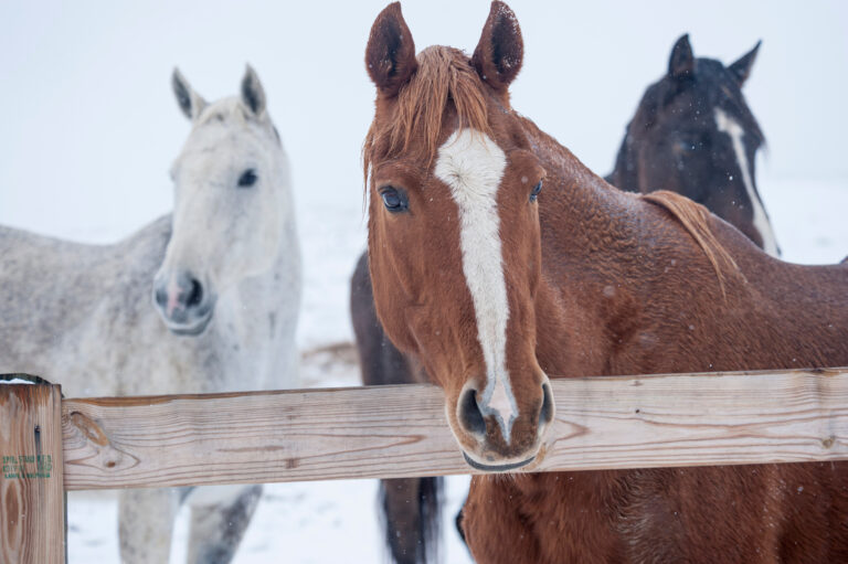 Quarter Horses at fence in winter