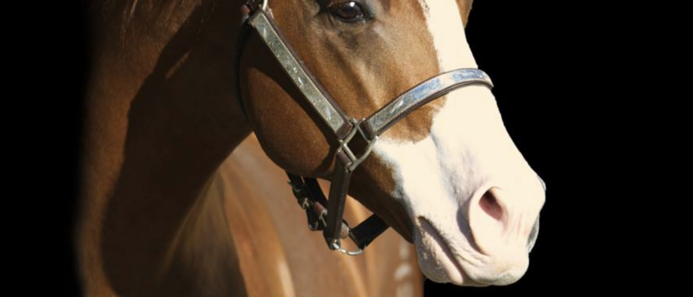 AQHA Stallion Halreycious