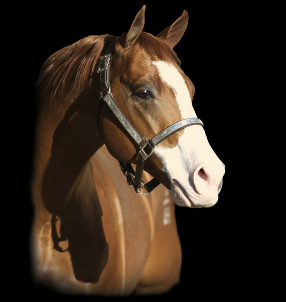 AQHA Stallion Halreycious