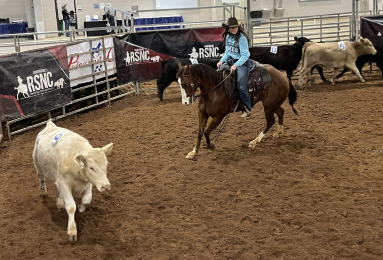 Western Heritage #6 Cinch RSNC ranch sorting Perry, Georgia