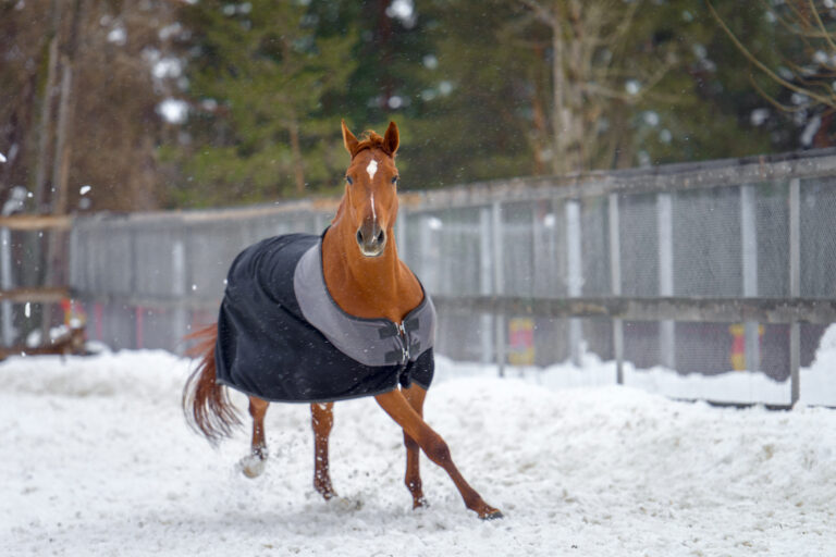 Domestic red horse walking in the snow paddock in winter