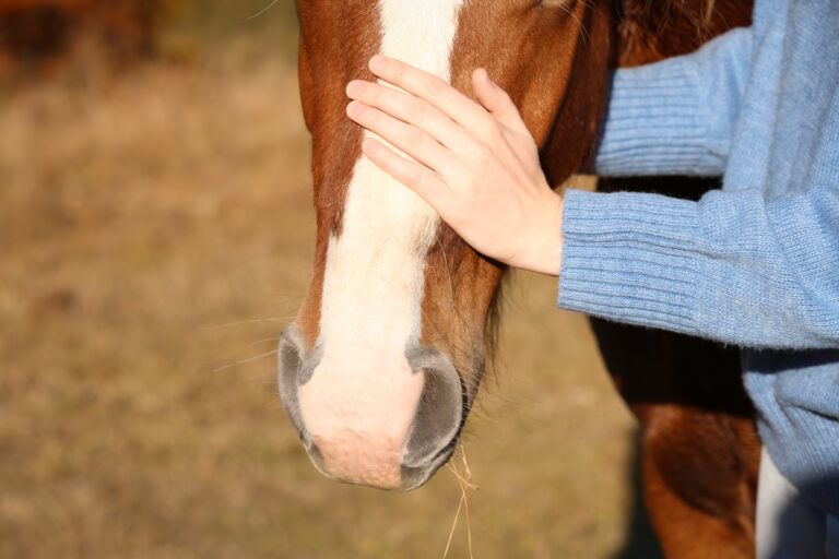 Woman petting beautiful horse outdoors on sunny day, closeup