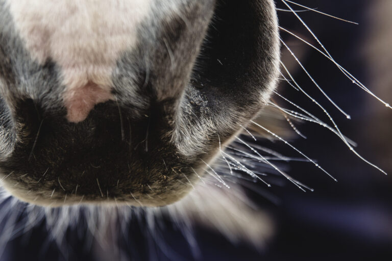 EDCC-Unbranded-11-scaled