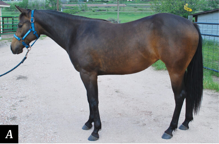 HR_25SPG_Conformation-Clinic_A