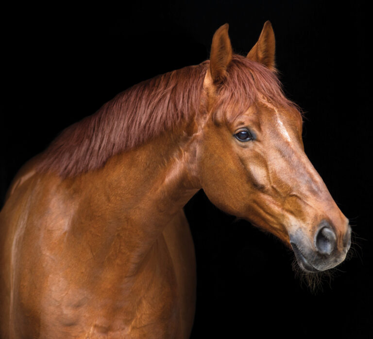 HR_25SPG_Crabbe_Colic_01