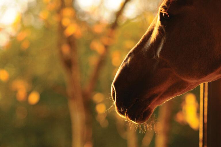 HR_25SPG_Horsekeeping_Parasite-Control_01