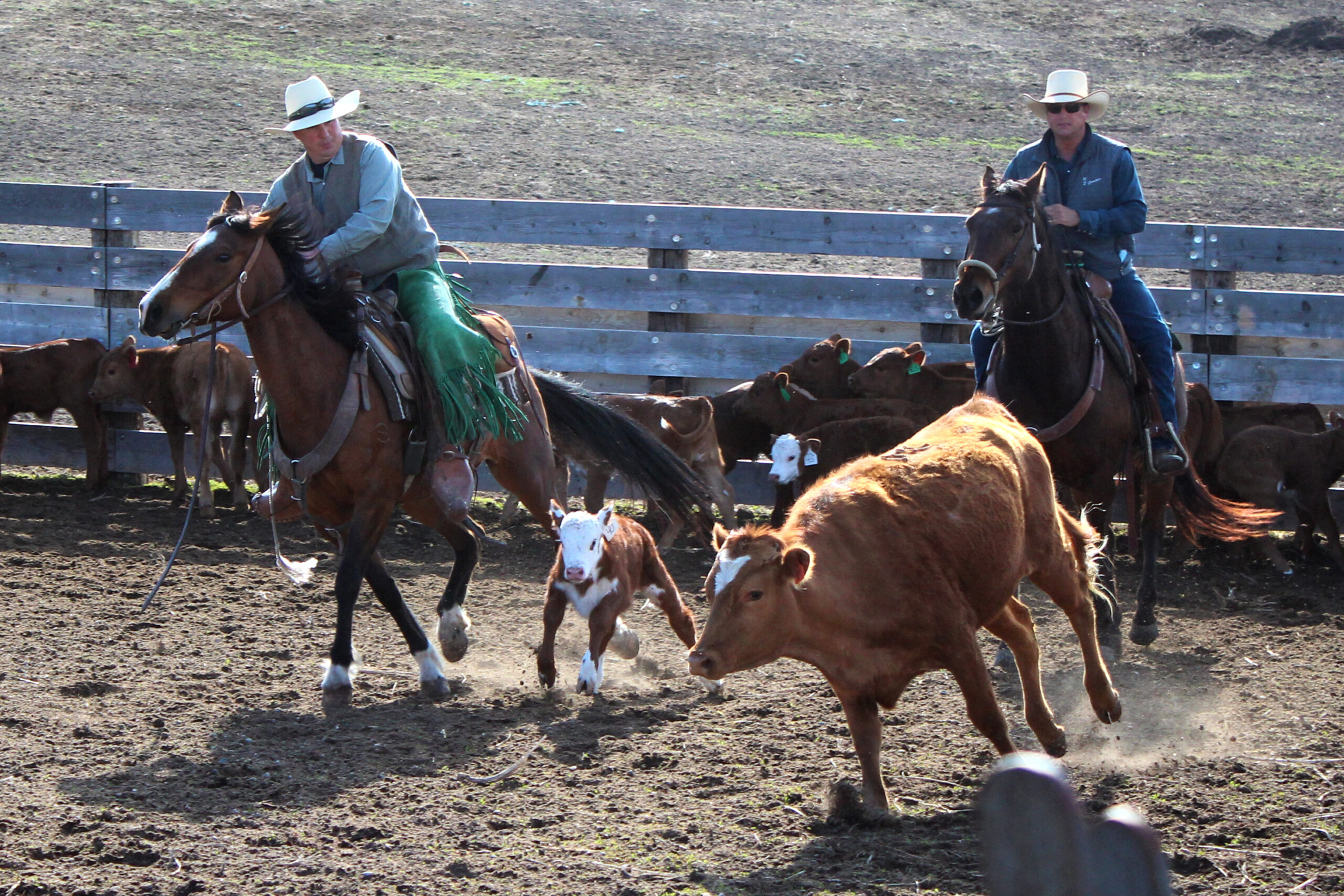 two ranch cowboys sorting calves on horseback 