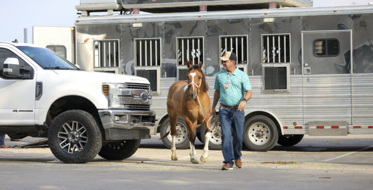 RSNC Houston paint horse arrival