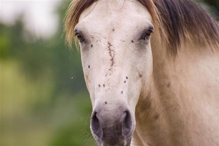 Horse With Flies
