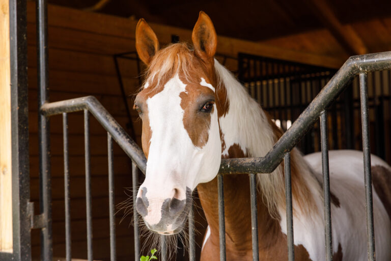 Portrait of a horse standing in a stall