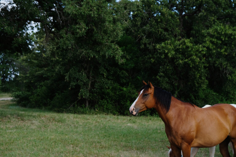 Bay mare horse on Texas ranch during summer