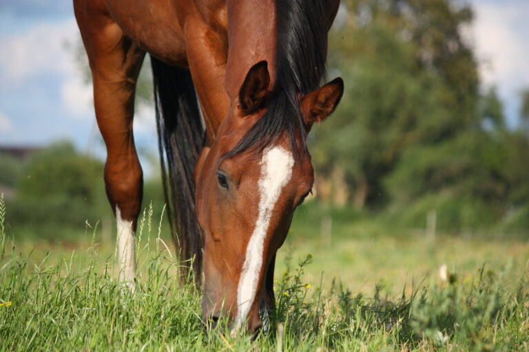 Bay horse eating grass