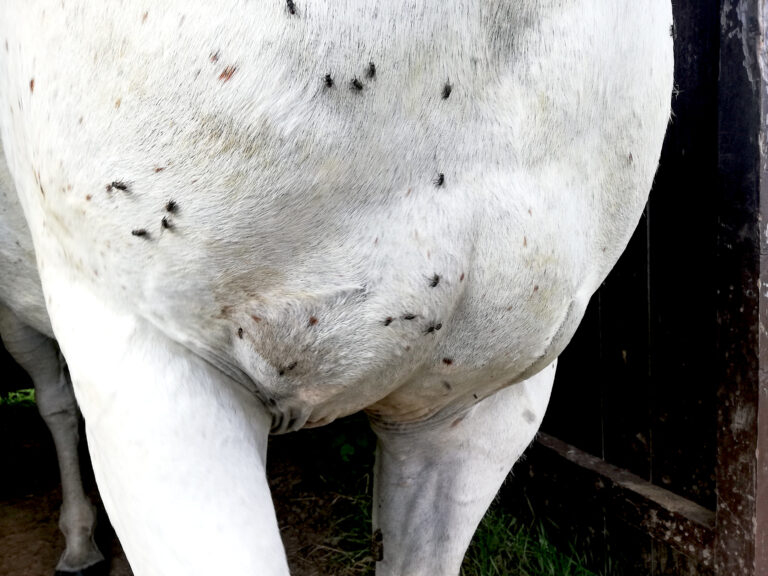 Breast of a white horse on pasture disturbed by insects