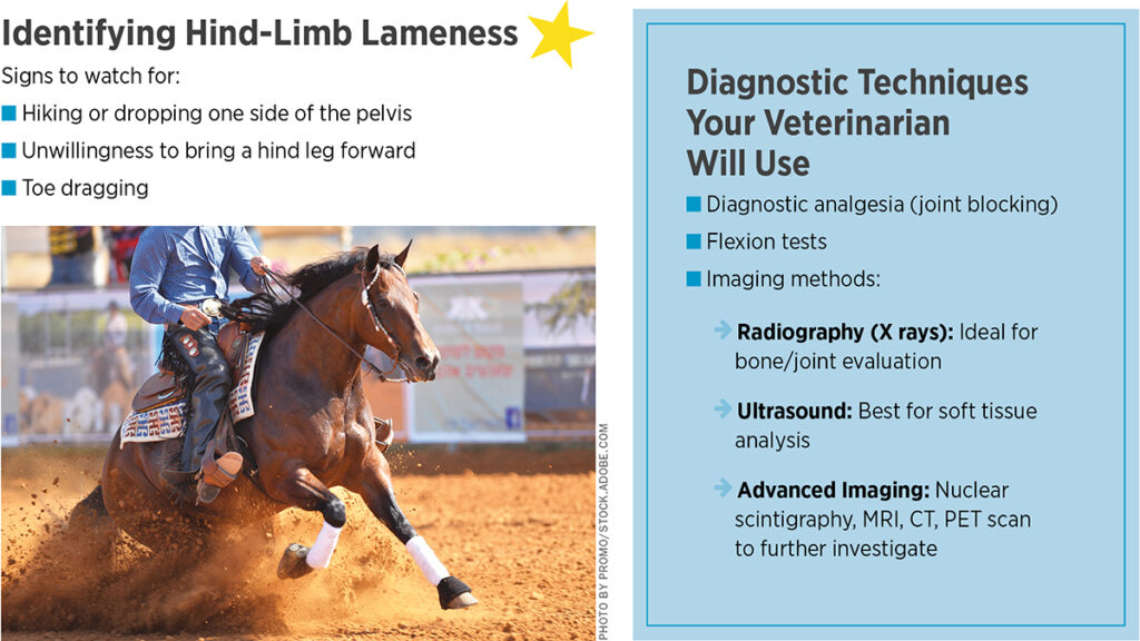 Osteoarthritis in the Hind Limb: Diagnosis and Management