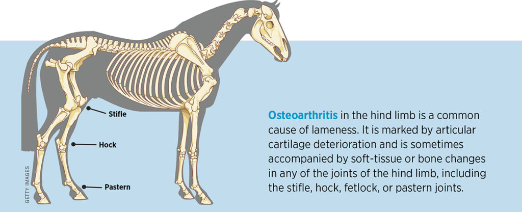 Osteoarthritis in the Hind Limb: Diagnosis and Management