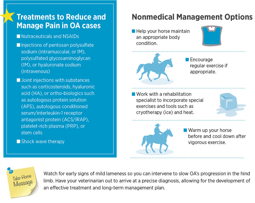 Osteoarthritis in the Hind Limb: Diagnosis and Management