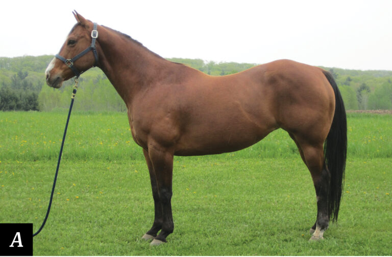 HR_25BON_Conformation Clinic_a