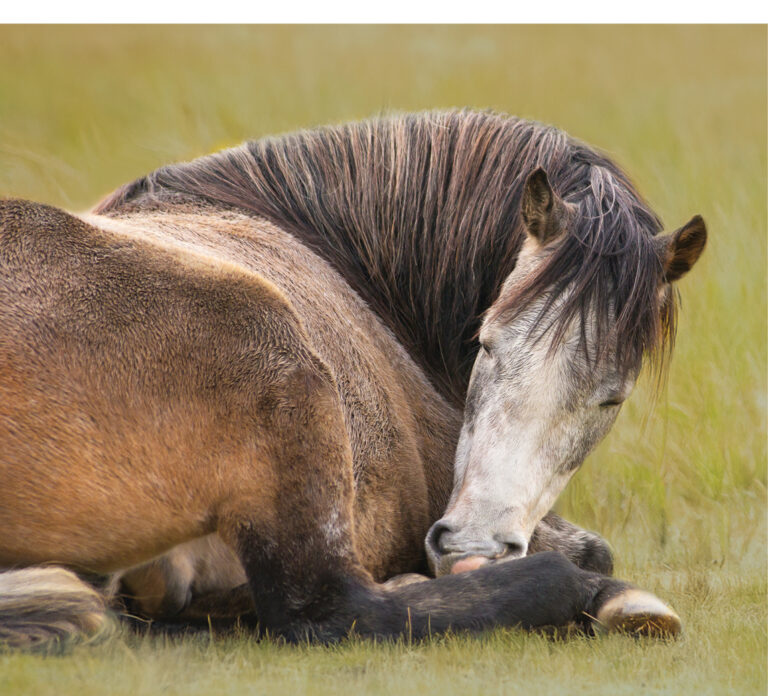 HR_25BON_Crabbe-Sleep-for-Horses